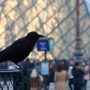 crow-gc808725d8_1280