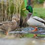 ducks-g910c6b44d_1920