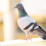 rock-pigeon-g852ddb27c_1920