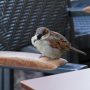 sparrow-g60c2a064d_1920